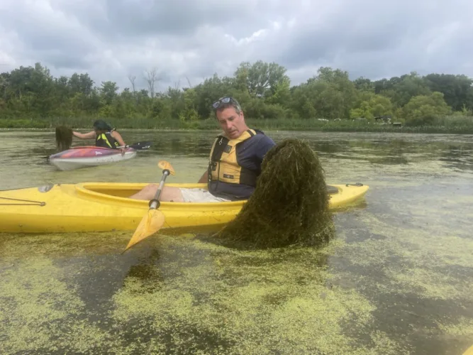 North Harmony increases starry stonewort contract